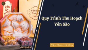 quy-trinh-thu-hoach-yen-sao