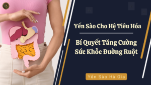 yen-cho-he-tieu-hoa