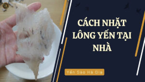 cách nhặt lông yến