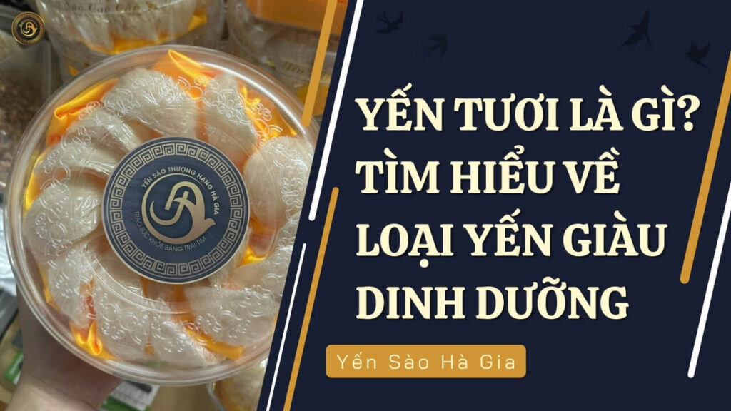 Yến tươi là gì?