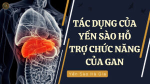 tac-dung-yen-sao-trong-ho-tro-chuc-nang-cua-gan