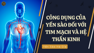 cong-dung-cua-yen-sao-he-tim-mach-va-than-kinh