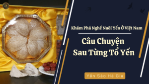 nghe-nuoi-yen-o-viet-nam